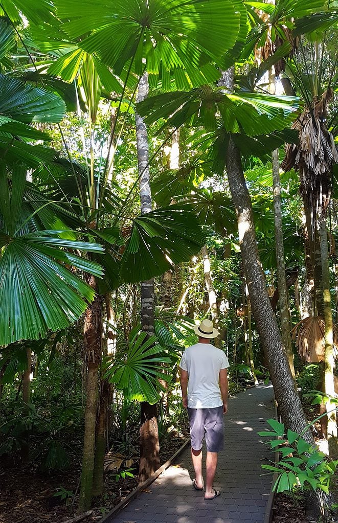 Mike walking through the Daintree Rainforest