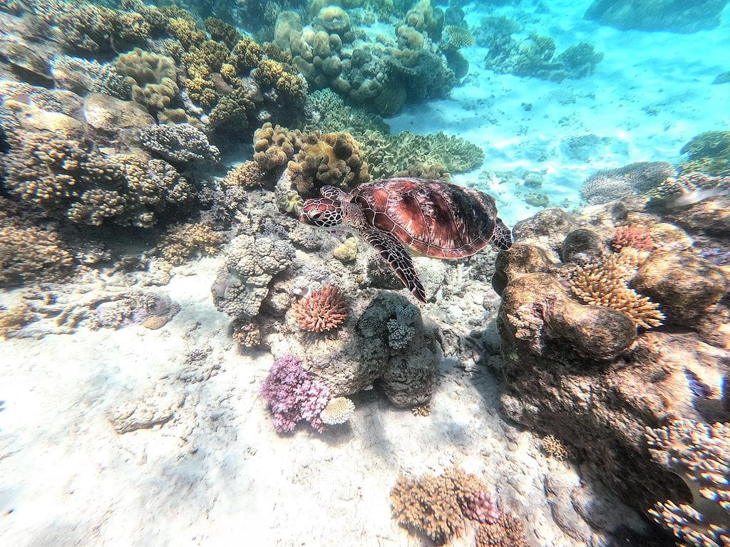 Great Barrier Reef, Queensland, Australia